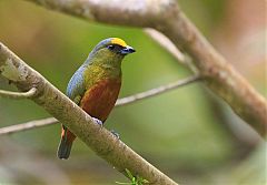 Olive-backed Euphonia